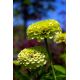 Cynia wytworna daliowa Envy