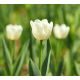 Tulipan Cheers - opak. 5 szt.