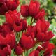 Tulipan Red Georgette - opak. 5 szt.