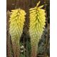 Kniphofia Percy's Pride - 1 szt.