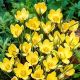 Krokus Romance - 10 szt.