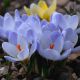 Krokus Blue Pearl - 10 szt.