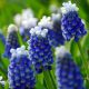 Szafirek Auchera - Muscari Mount Hood - op. 5 szt.