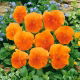 Bratek wielkokwiatowy - pomarańczowy Orange Sun