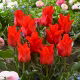 Tulipan Red Riding Hood - opak. 5 szt.
