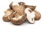 Shiitake - Grzyb długowieczności - grzybnia na kołkach