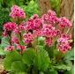 Bergenia Morgenrote