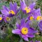 Sasanka Anemone pulsatilla - fioletowa