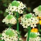 Śniedek Saundersa - Ornithogalum saundersiae - 1 szt.