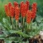 Obrazek włoski - Arum italicum - 5 szt.