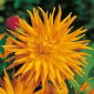 Dalia kaktusowa pomarańczowa - Dahlia cactus Orange
