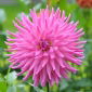 Dalia kaktusowa różowa - Dahlia cactus Pink