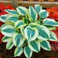 Funkia - Hosta Blue Ivory