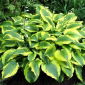 Funkia - Hosta Satisfaction