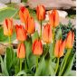 Tulipan Orange Brilliant - opak. 5 szt.