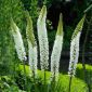Pustynnik Himalajski - White Beauty Favourite