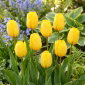 Tulipan Golden Apeldoorn - opak. 5 szt.