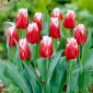 Tulipan Canasta - 5 szt.