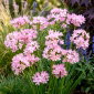 Czosnek różowy - Allium roseum - 20 szt.
