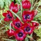 Tulipan Liliput - opak. 5 szt.