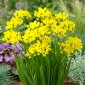 Czosnek złocisty - Allium moly - 20 szt.