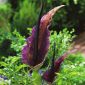 Smocza lilia - Dracunculus vulgaris