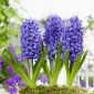 Hiacynt Blue Pearl - op. 3 szt.