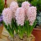 Hiacynt China Pink - op. 3 szt.