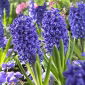 Hiacynt Blue Jacket - op. 3 szt.