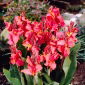Kanna - Orchid