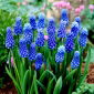 Szafirek Muscari Dark Eyes - op. 5 szt.