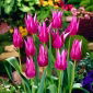 Tulipan Maytime - 5 szt.