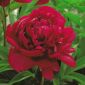 Piwonia, Paeonia - Madame Gaaudichau - sadzonka