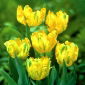 Tulipan papuzi - Texas Gold - 5 szt.