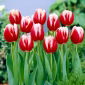 Tulipan Leen van der Mark - opak. 5 szt.