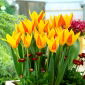 Tulipan Giuseppe Verdi - opak. 5 szt.