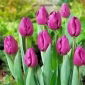 Tulipan Negrita - opak. 5 szt.