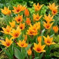 Tulipan Praestans Shogun - opak. 5 szt.