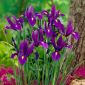 Irys holenderski - Purple Sensation - 10 szt.
