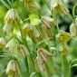 Szachownica hermońska - Fritillaria hermonis ssp. amana - 5 szt.