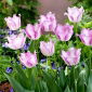 Tulipan Aria Card - opak. 5 szt.