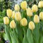 Tulipan Creme Flag - 5 szt.