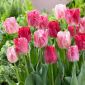 Tulipan Hemisphere - 5 szt.