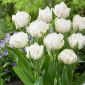 Tulipan Mount Tacoma - opak. 5 szt.