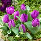 Tulipan Baby Blue - opak. 5 szt.