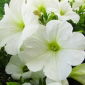 Petunia wielkokwiatowa - biała