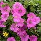 Petunia wielkokwiatowa - różowa