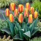 Tulipan niski czerwono-żółty - Greigii red-yellow - 5 szt.