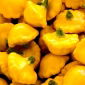 Patison Orange - żółty