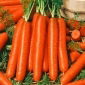 Marchew Naomi - wczesna, smaczna i soczysta, nie zielenieje